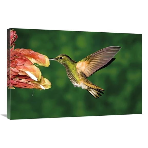 Global Gallery 24 x 36 in. Buff-Tailed Coronet Hummingbird Feeding on Flower - Andes - Ecuador Art Print - Tom Vezo