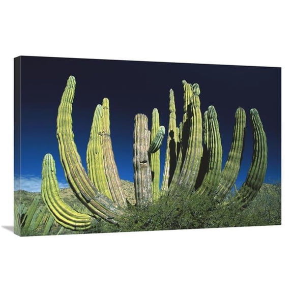 Global Gallery  24 x 36 in. Cardon Cactus - Baja California - Mexico Art Print - Konrad Wothe
