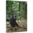 thumbnail image 1 of Global Gallery  24 x 36 in. Chimpanzee Profile - Gombe Stream National Park - Tanzania Art Print - Gerry Ellis, 1 of 1