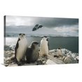 thumbnail image 1 of Global Gallery  24 x 36 in. Chinstrap Penguin Parents with Chick - Paradise Bay - Antarctica Art Print - Tui De Roy, 1 of 1