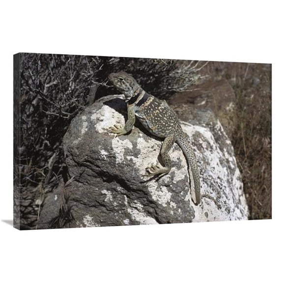 Global Gallery  24 x 36 in. Collared Lizard Sunning Itself on A Rock - Mojave Desert - California Art Print - Larry Minden