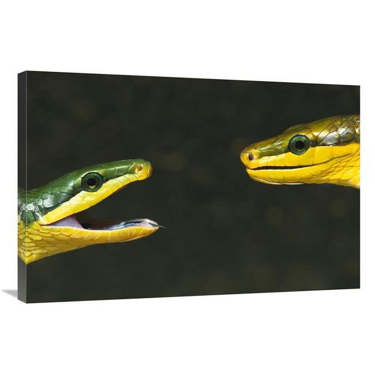Global Gallery Colubrid Snakes Making Initial Contact to Identify ...