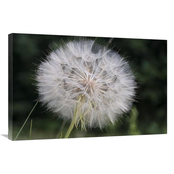 Global Gallery  24 x 36 in. Dandelion Seed Head - Spruce Woods Provincial Park - Manitoba - Canada Art Print - Matthias Breiter