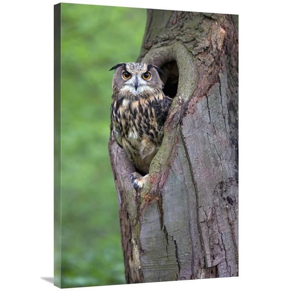 Global Gallery 24 x 36 in. Eurasian Eagle-Owl Looking Out From A Tree Cavity - Netherlands Art Print - Rob Reijnen