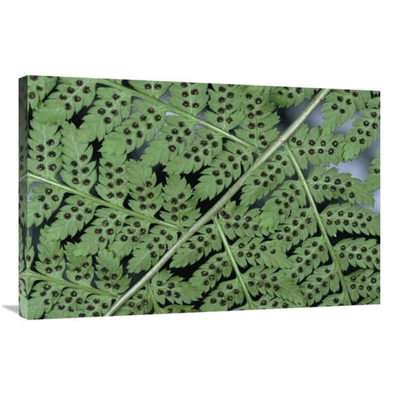 Global Gallery 24 x 36 in. Fern Detail Showing Spore Sacks Art Print