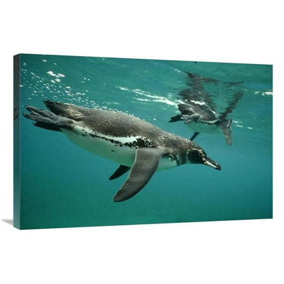 Global Gallery 24 x 36 in. Galapagos Penguins Diving - Bartolome Island - Galapagos Islands - Ecuador Art Print - Tui De Roy