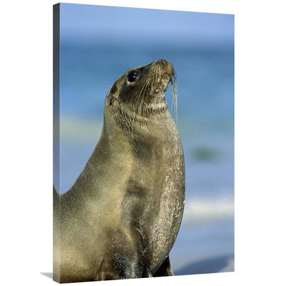 Global Gallery 24 x 36 in. Galapagos Sea Lion Female on Coral Beach - Galapagos Islands - Ecuador Art Print - Tui De Roy