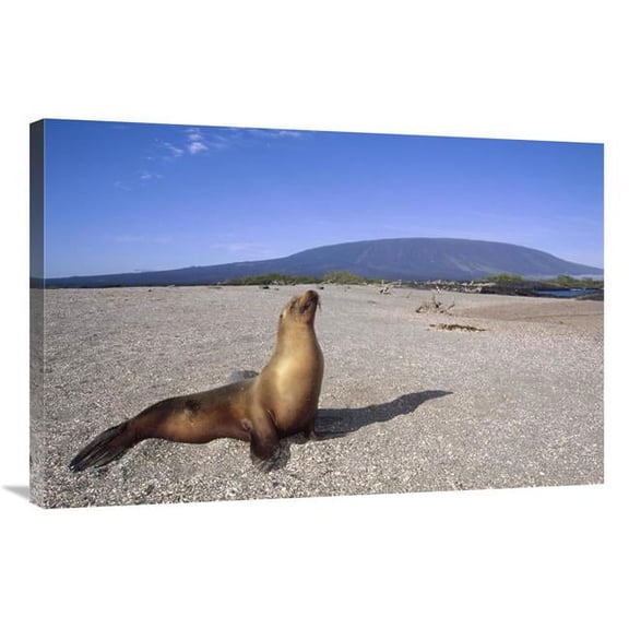 Global Gallery 24 x 36 in. Galapagos Sea Lion Juvenile on Beach - Gardner Bay - Galapagos Islands - Ecuador Art Print - Tui De Roy