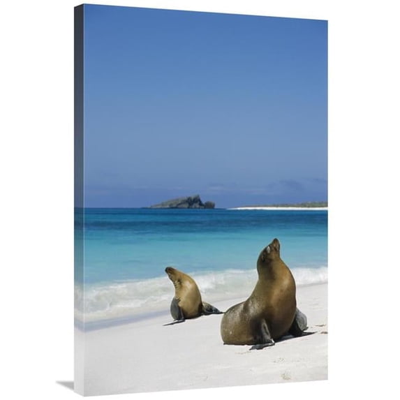 Global Gallery 24 x 36 in. Galapagos Sea Lion Pair on Beach - Espanola Island - Galapagos Islands - Ecuador Art Print - Tui De Roy