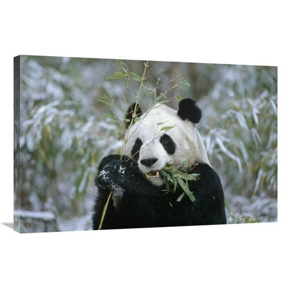 Global Gallery 24 x 36 in. Giant Panda Eating Bamboo - Wolong Valley - China Art Print - Konrad Wothe
