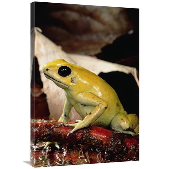 Global Gallery  24 x 36 in. Golden Poison Dart Frog - Colombia Art Print - Mark Moffett
