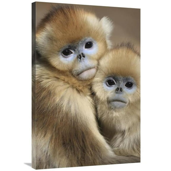 Global Gallery 24 x 36 in. Golden Snub-Nosed Monkey Juveniles Huddled Up Against Each Other to Keep Warm - Qinling Mountains - China Art Print - Cyril Ruoso