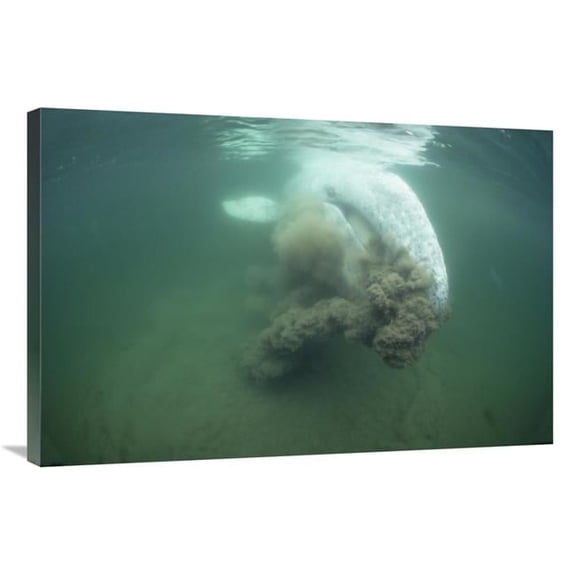 Global Gallery  24 x 36 in. Gray Whale Filter Feeding - Vancouver Island - Canada Art Print - Flip Nicklin