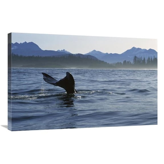 Global Gallery  24 x 36 in. Gray Whale Tail - Clayoquot Sound - Vancouver Island - Canada Art Print - Flip Nicklin
