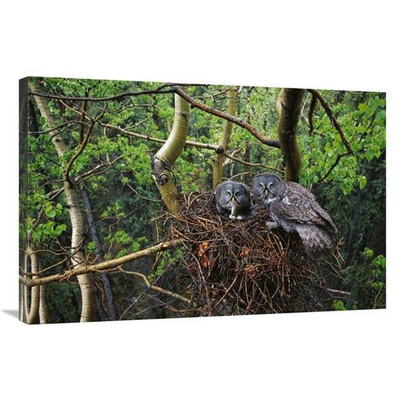 Global Gallery  24 x 36 in. Great Gray Owl Pair Nesting - North America Art Print - Michael Quinton