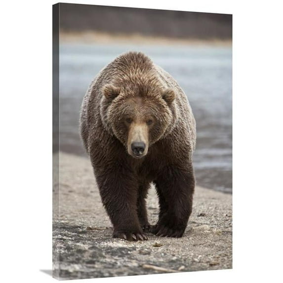 Global Gallery 24 x 36 in. Grizzly Bear - Katmai National Park - Alaska Art Print - Matthias Breiter