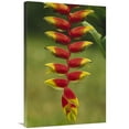 thumbnail image 1 of Global Gallery  24 x 36 in. Hanging Heliconia Blooming in Rainforest - Peru to Belize Art Print - Gerry Ellis, 1 of 1