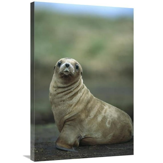 Global Gallery 24 x 36 in. Hookers Sea Lion Pup - Enderby Island - Auckland Islands - New Zealand Art Print - Tui De Roy