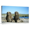 thumbnail image 1 of Global Gallery  24 x 36 in. Hookers Sea Lion - Young Pups Playing - Enderby Island - New Zealand Art Print - Tui De Roy, 1 of 1
