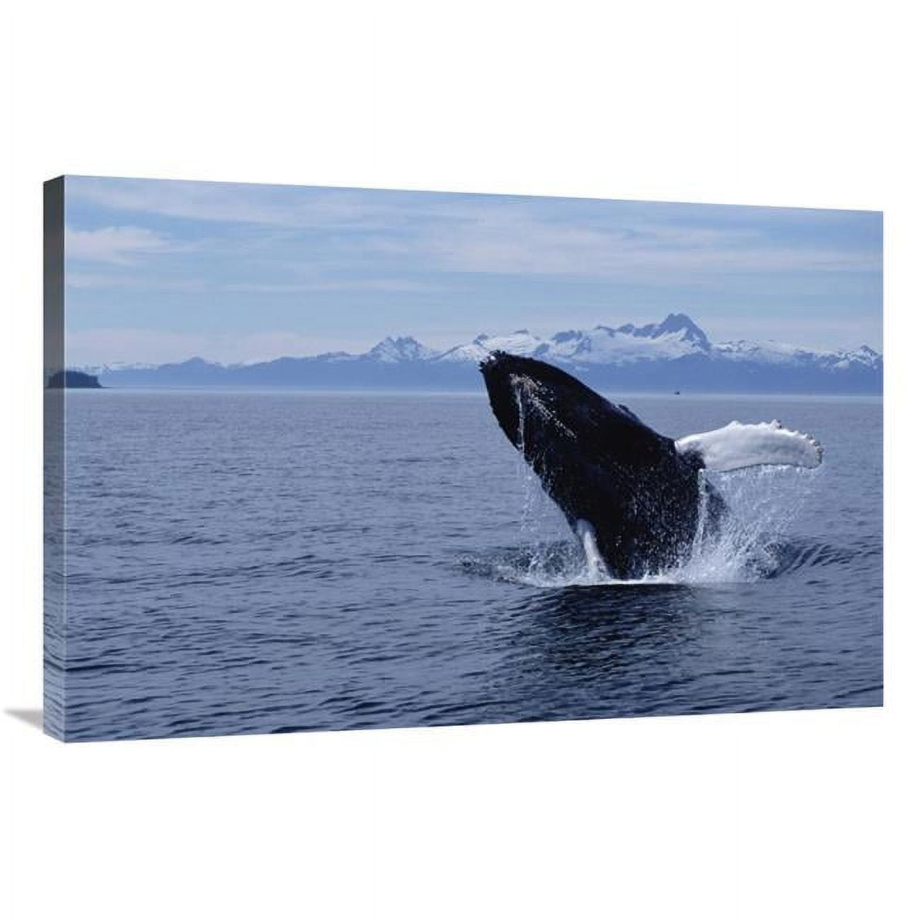 Global Gallery 24 x 36 in. Humpback Whale Breaching Southeast Alaska