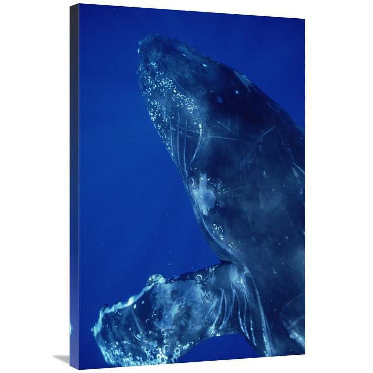 Global Gallery 24 x 36 in. Humpback Whale Close Up of Friendly Singer ...