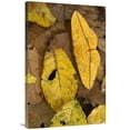 thumbnail image 1 of Global Gallery  24 x 36 in. Imperial Moth Camouflaged in Leaf Litter in Rainforest - Yasuni National Park - Ecuador Art Print - Pete Oxford, 1 of 1