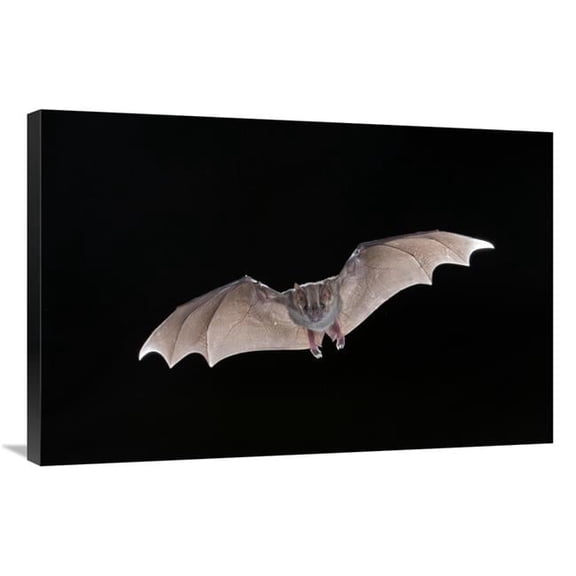 Global Gallery 24 x 36 in. Jamaican Fruit-Eating Bat Flying - Michigan Art Print - Steve Gettle