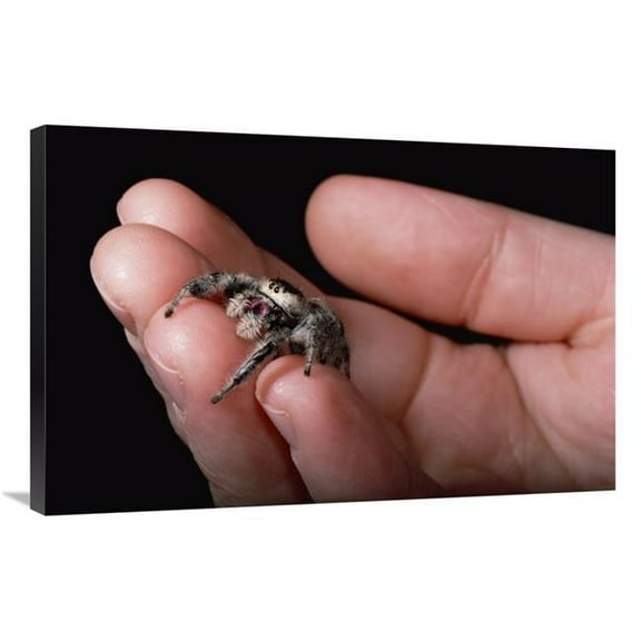 Global Gallery 24 x 36 in. Jumping Spider Held in Human Hand - Florida Art Print - Mark Moffett