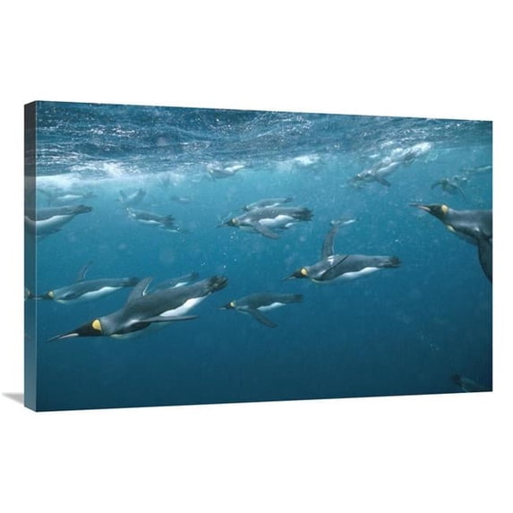 Global Gallery 24 x 36 in. King Penguin Group Swimming Underwater - Macquarie Island Art Print - Tui De Roy