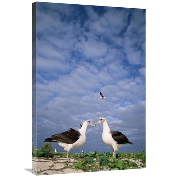Global Gallery 24 x 36 in. Laysan Albatross Pair Courting - Midway Atoll - Hawaii Art Print - Tui De Roy