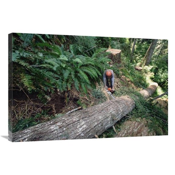 Global Gallery  24 x 36 in. Loggers Clear Cutting Temperate Rainforest - Pacific Coast - North America Art Print - Gerry Ellis