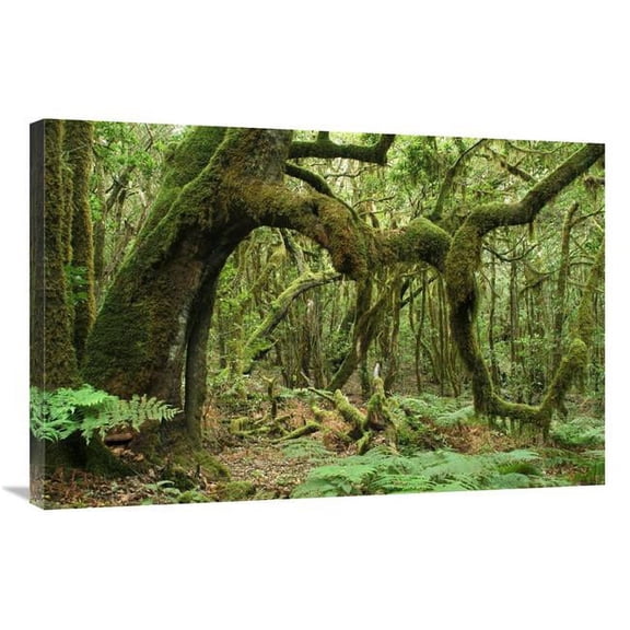 Global Gallery  24 x 36 in. Macaronesian Laurel Relict Forest in Garajonay National Park - Canary Islands - Spain Art Print - Albert Lleal