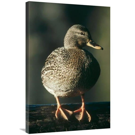 Global Gallery 24 x 36 in. Mallard Female Portrait - North America Art Print - Tim Fitzharris