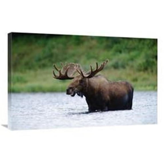 Global Gallery 24 x 36 in. Moose Male Raising Its Head While Feeding in Lake, North America Art Print - Tim Fitzharris