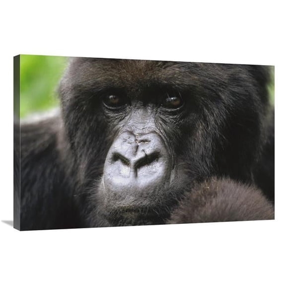 Global Gallery  24 x 36 in. Mountain Gorilla Female Portrait - VIrunga Mountains - Rwanda Art Print - Gerry Ellis