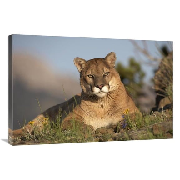 Global Gallery  24 x 36 in. Mountain Lion Portrait - North America Art Print - Tim Fitzharris