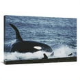 thumbnail image 1 of Global Gallery  24 x 36 in. Orca Hunting South American Sea Lion Group By Beaching Itself - Peninsula Valdez - Argentina Art Print - Hiroya Minakuchi, 1 of 1