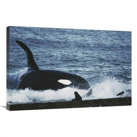 Global Gallery 24 x 36 in. Orca Hunting South American Sea Lion Group By Beaching Itself - Peninsula Valdez - Argentina Art Print - Hiroya Minakuchi