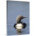 thumbnail image 1 of Global Gallery  24 x 36 in. Pacific Loon Adult on Lake - North America Art Print - Michael Quinton, 1 of 1