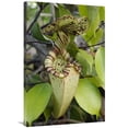 thumbnail image 1 of Global Gallery  24 x 36 in. Pitcher Plant Pitcher - Brunei - Borneo - Indonesia Art Print - Chien Lee, 1 of 1