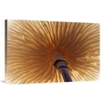thumbnail image 1 of Global Gallery  24 x 36 in. Porcelain Mushroom or Poached Egg Fungus Detail of Gills on the Underside - Europe Art Print - Jan Vermeer, 1 of 1