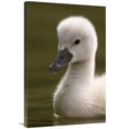 thumbnail image 1 of Global Gallery  24 x 36 in. Portrait of A Mute Swan Chick on the Water Art Print - Marcel Van Kammen, 1 of 1