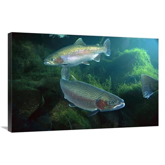 Global Gallery  24 x 36 in. Rainbow Trout Pair Underwater in Utah Art Print - Michael Durham