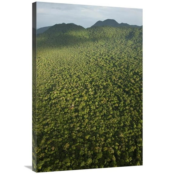 Global Gallery 24 x 36 in. Rainforest - Iwokrama Rainforest Reserve - Guyana Art Print - Pete Oxford