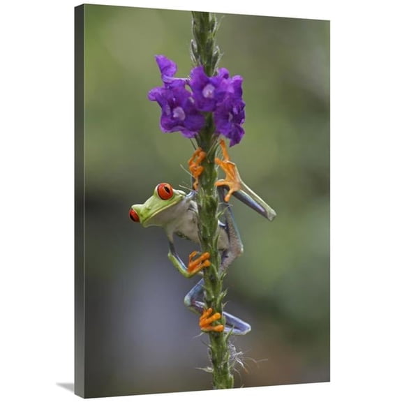Global Gallery  24 x 36 in. Red-Eyed Tree Frog Climbing on Flower - Costa Rica Art Print - Tim Fitzharris
