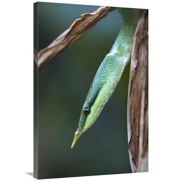 Global Gallery  24 x 36 in. Rhinoceros Snake in Tree - Costa Rica Art Print - Tim Fitzharris