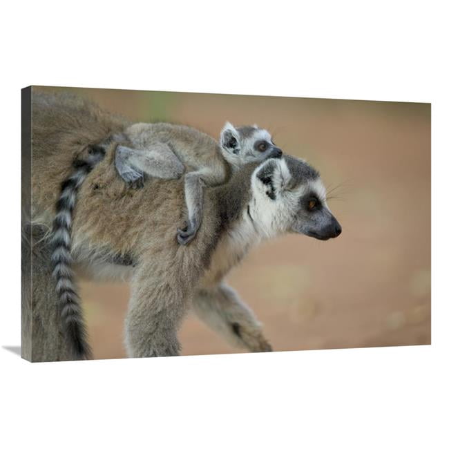 Global Gallery 24 x 36 in. Ring-Tailed Lemur Baby Riding on Mothers ...
