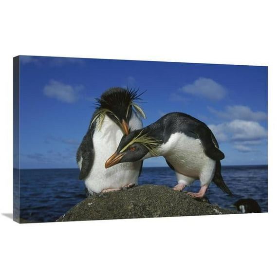 Global Gallery 24 x 36 in. Rockhopper Penguin Pair on Rock - Nightingale Island - South Atlantic Art Print - Tui De Roy