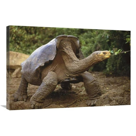 Global Gallery 24 x 36 in. Saddleback Galapagos Tortoise Male - Galapagos Islands - Ecuador Art Print - Tui De Roy
