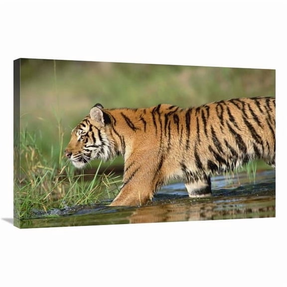 Global Gallery 24 x 36 in. Siberian Tiger Walking Through A Shallow River Art Print - Tim Fitzharris